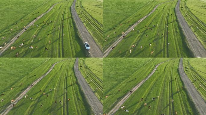 草原道路牛群