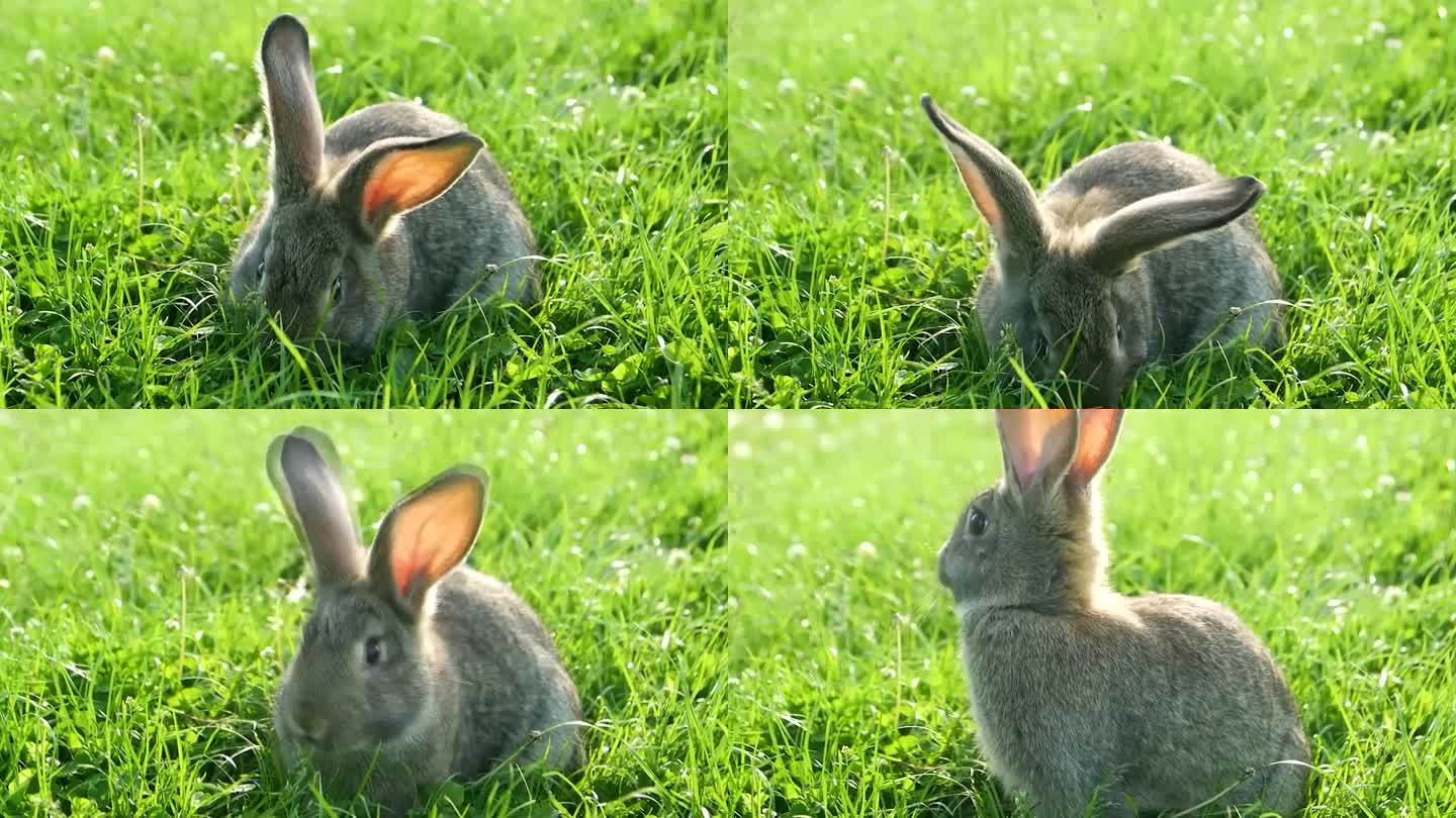 4K 超清 超近距离 拍摄动物兔子 风景