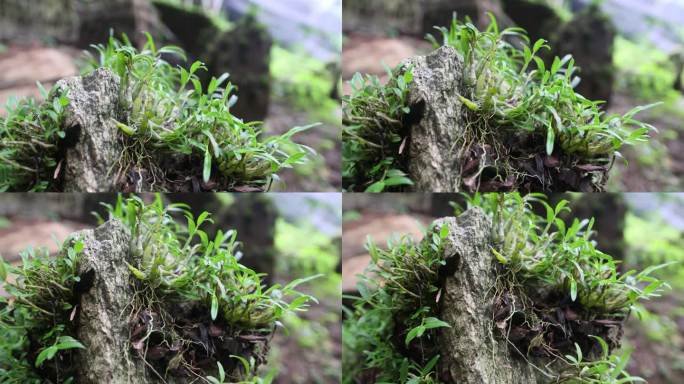 霍山石斛 米斛 4K 营养 滋补 超高清