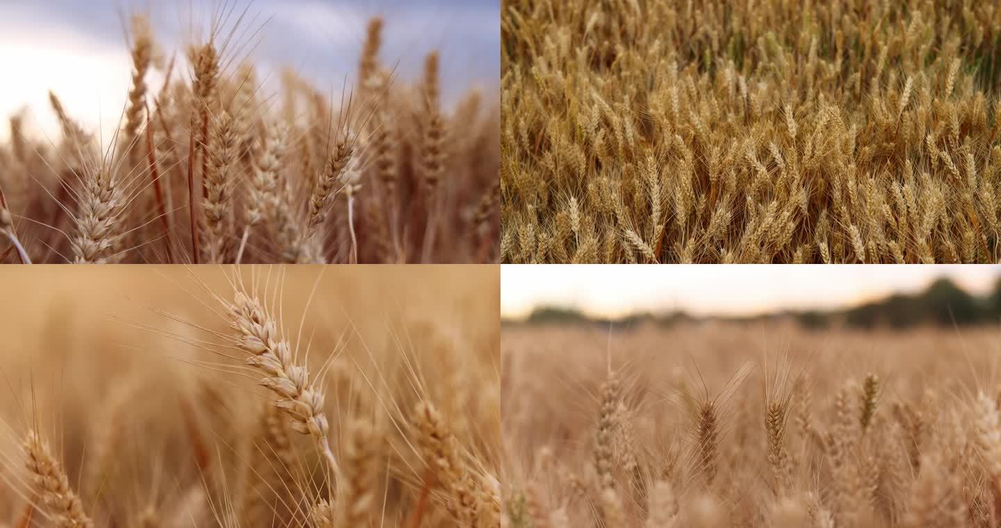 夏季成熟的麦子合集
