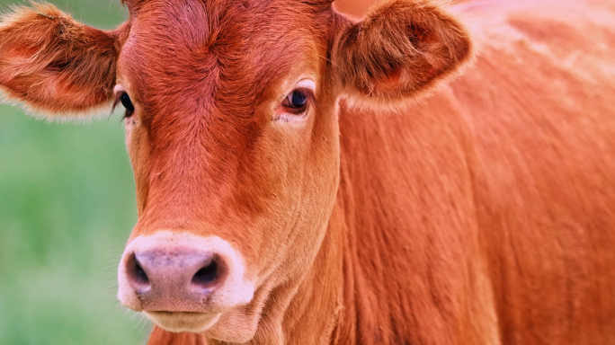 4k 实拍黄牛牛仔