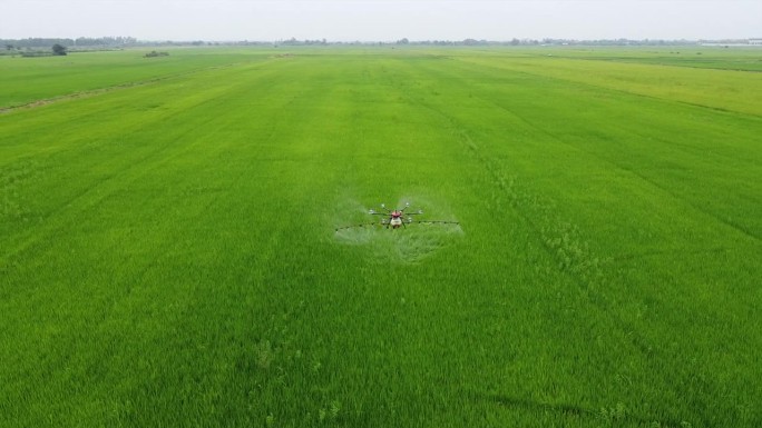无人机在稻田里喷洒杀虫剂