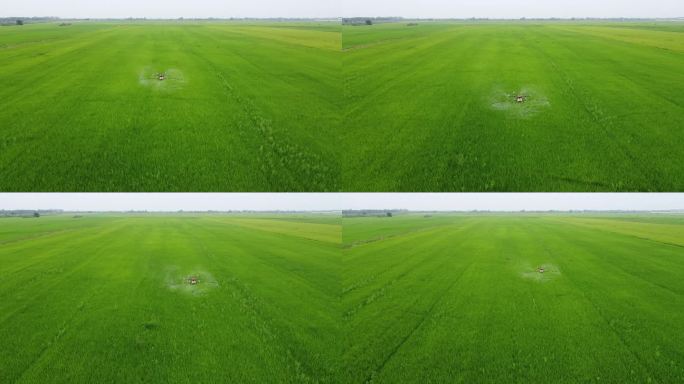 无人机在稻田里喷洒杀虫剂