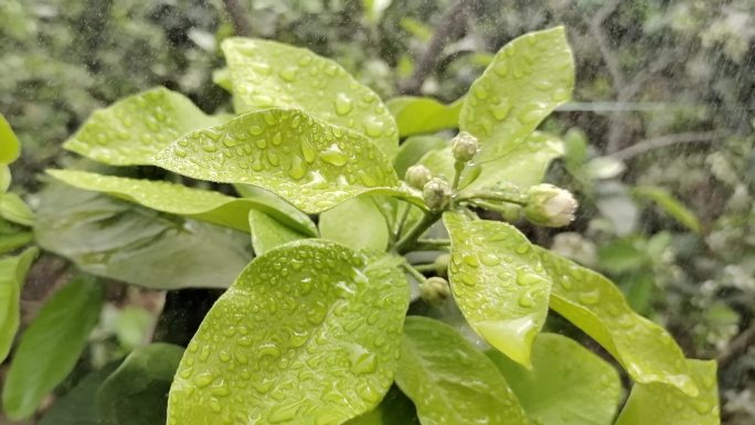 雨中的柚子树雨中的嫩绿色雨滴绿色雨中植物