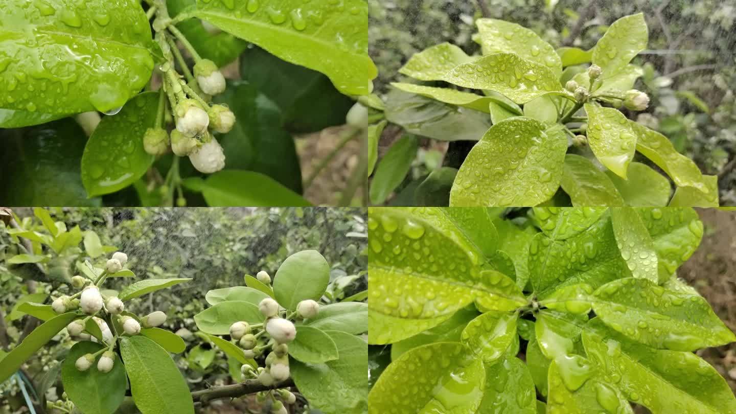 雨中的柚子树雨中的嫩绿色雨滴绿色雨中植物