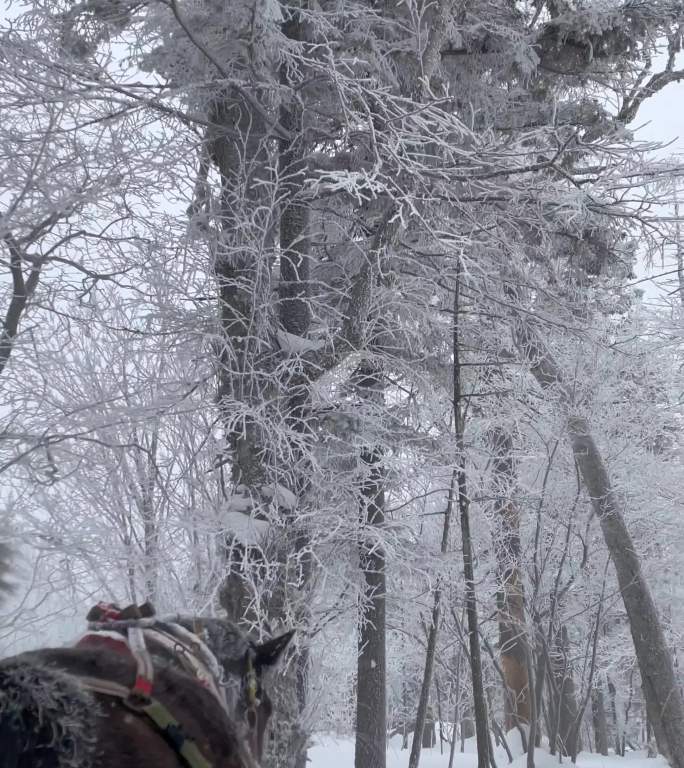 吉林长白山雪中的马拉车