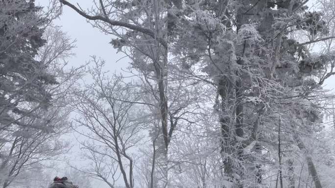 吉林长白山雪中的马拉车