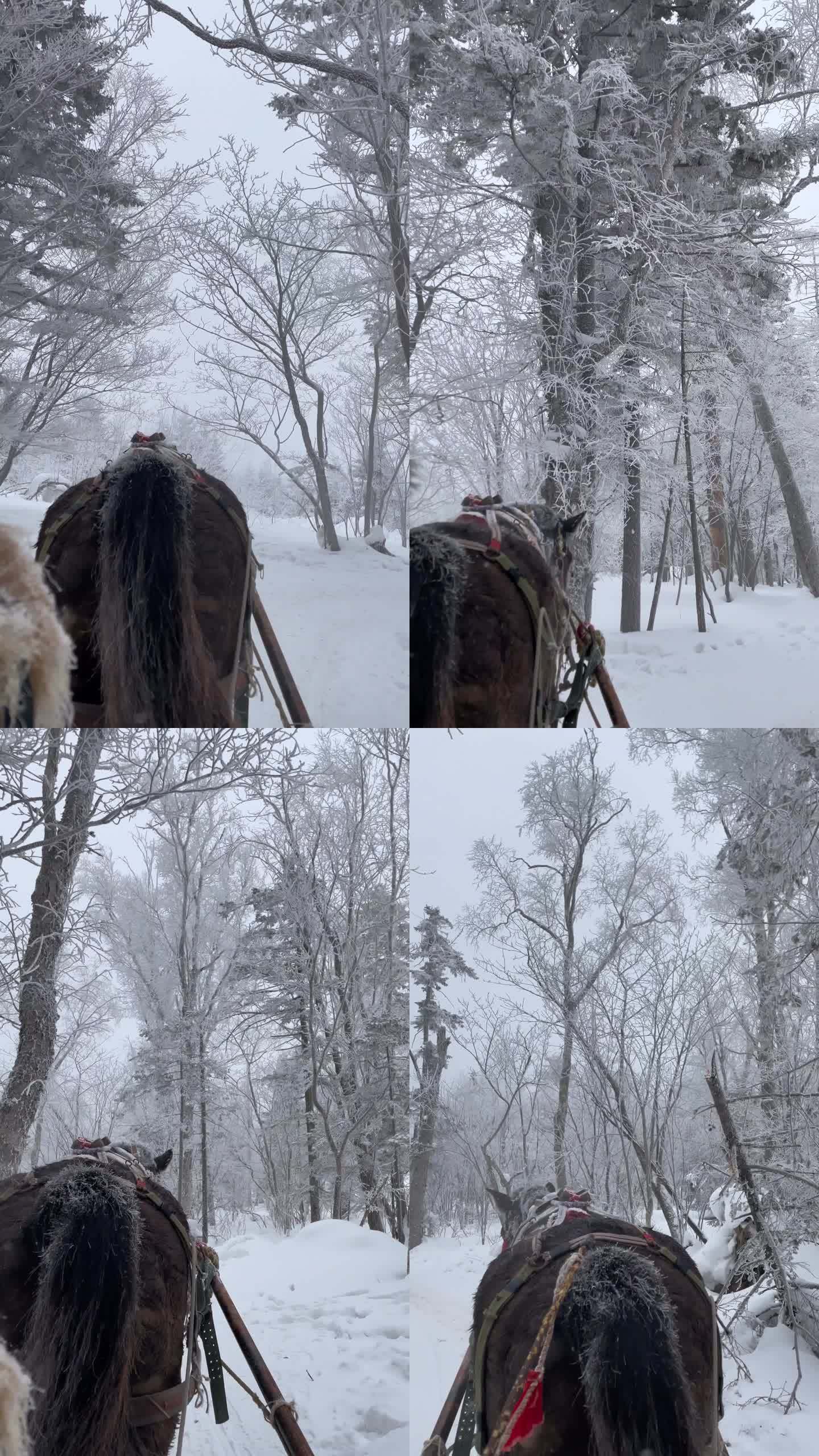 吉林长白山雪中的马拉车