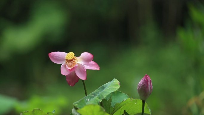 雨后荷塘空镜素材