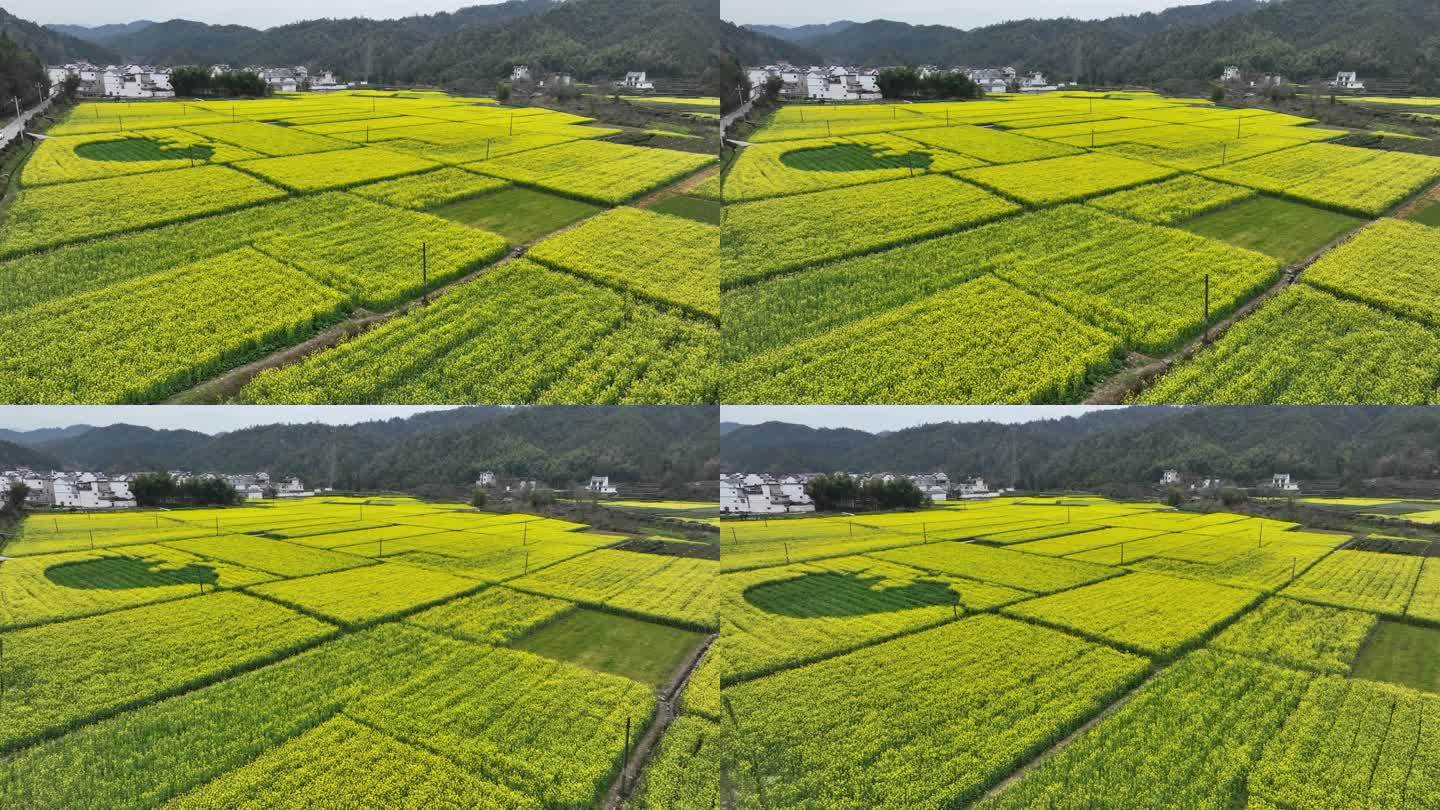 航拍油菜花田