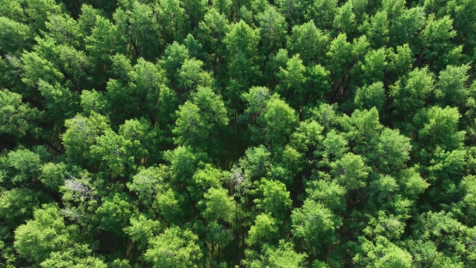 人工林植树造林