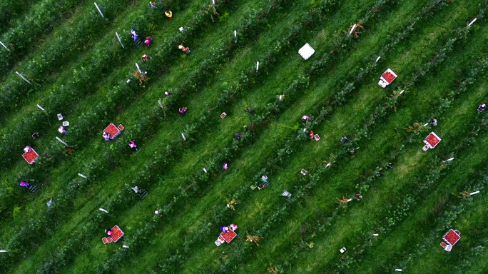 【原创】4K·苹果种植基地苹果园