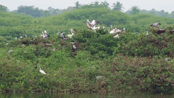 鸟类保护区。(vedandhangal)绿色马赛克植物包括白鹤和开鹳或亚洲开鸟头和长鹤(吻合海鞘)和