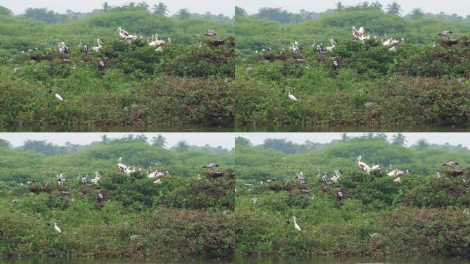 鸟类保护区。(vedandhangal)绿色马赛克植物包括白鹤和开鹳或亚洲开鸟头和长鹤(吻合海鞘)和