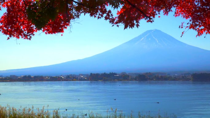 川口湖畔的深红枫叶和富士山