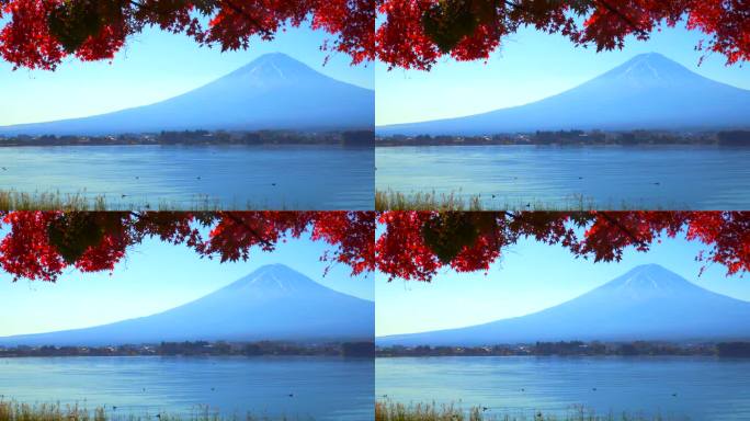 川口湖畔的深红枫叶和富士山