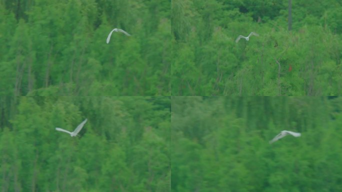白鹭从树林里飞过