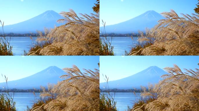 透过秋天的潘帕斯草原，可以看到川口湖和富士山