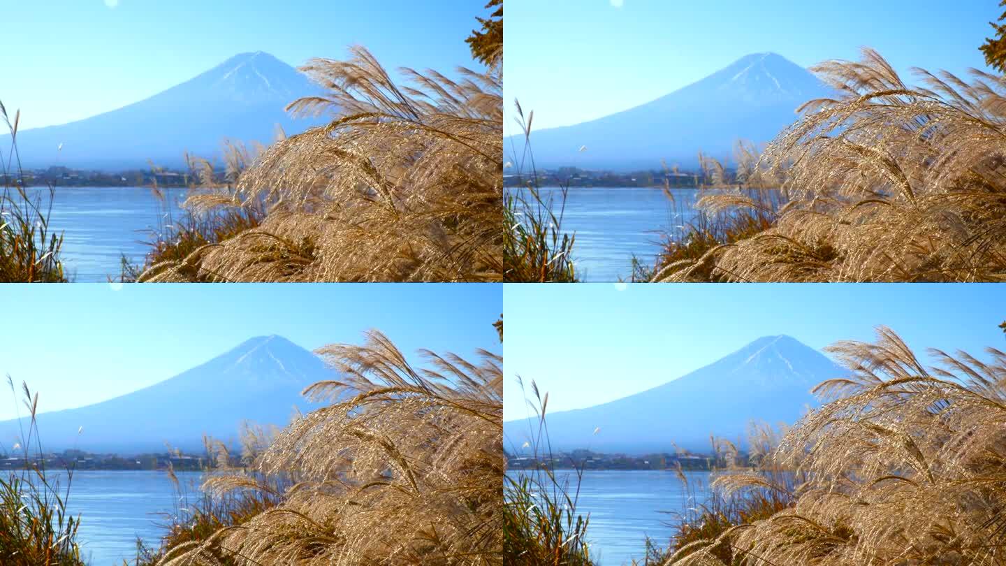透过秋天的潘帕斯草原，可以看到川口湖和富士山