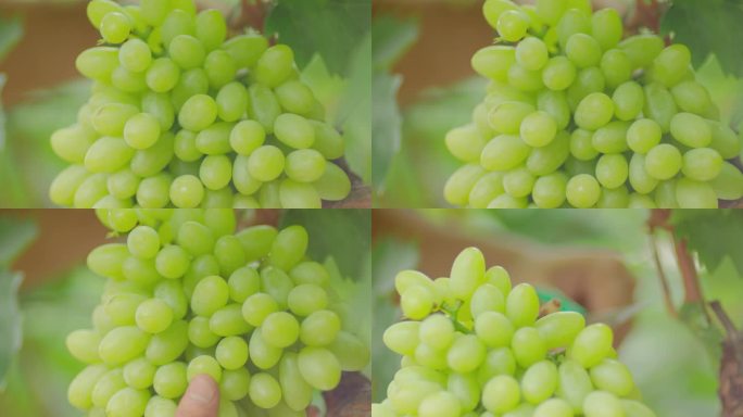 绿色的葡萄