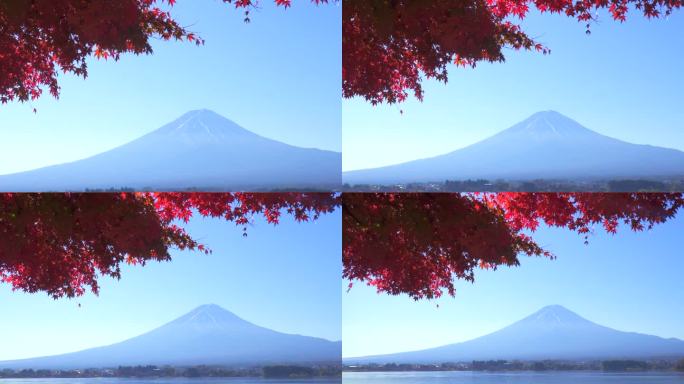 川口湖畔的深红枫叶和富士山