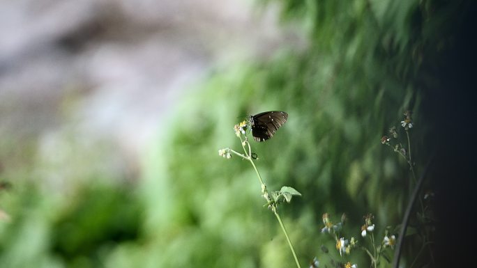 自然 丛林 蝴蝶 小草 生态