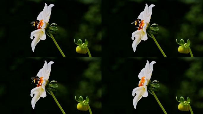 蜜蜂采蜜实拍素材