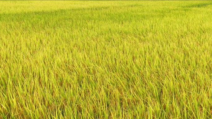 水稻成熟丰收田野