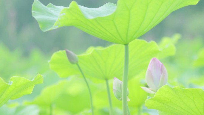 池塘里的荷花花苞