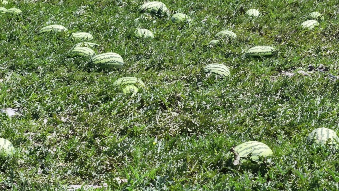 4K-Log-航拍大暑时节、西瓜地