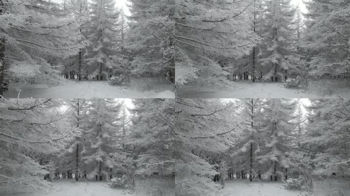 秦岭 下雪 白雪皑皑 航拍 树木
