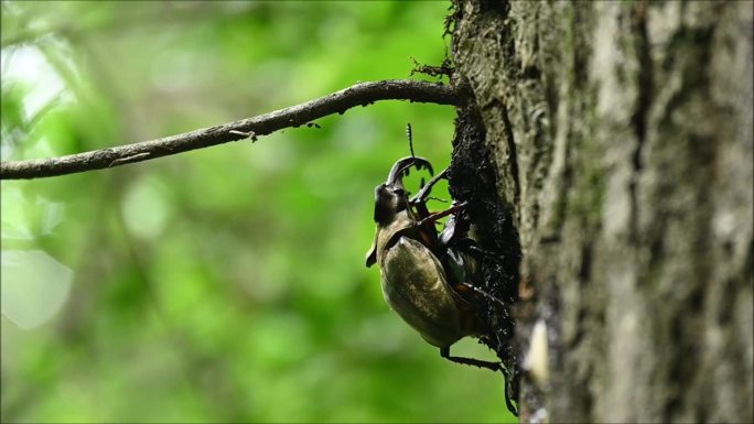 森林中雄甲虫的求偶行为