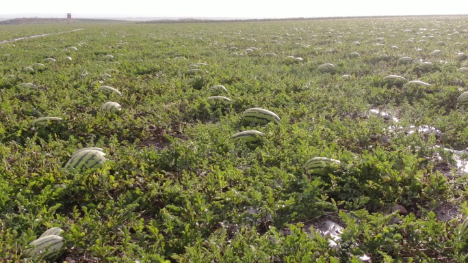 宁夏中卫香山硒砂瓜核心产区航拍4K宣传片