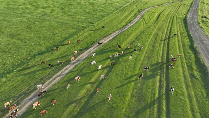 草原上放牧的牛群