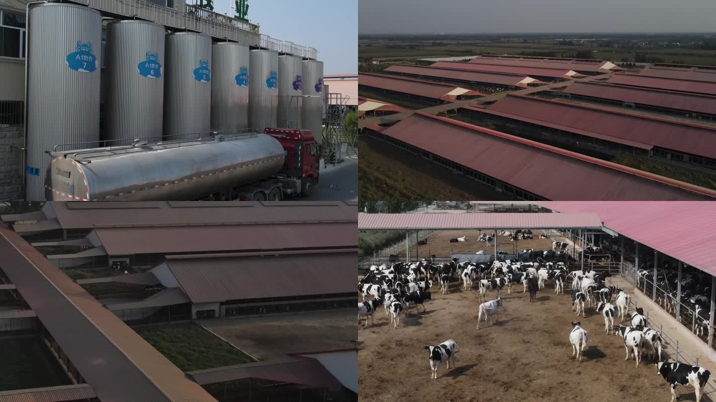奶牛生产基地高清航拍