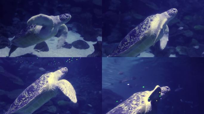 水族馆里的大海龟，平稳地摆动着四肢。有不同种类的濒危海洋动物的海洋馆。暗水族箱人工照明有鱼、龟