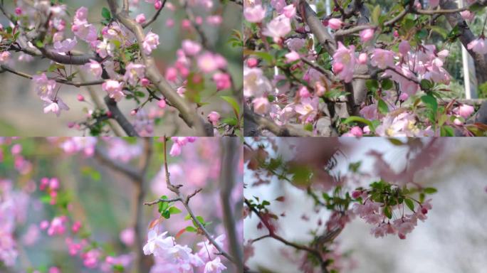 春天秋天樱花树枝叶植物风景视频素材9