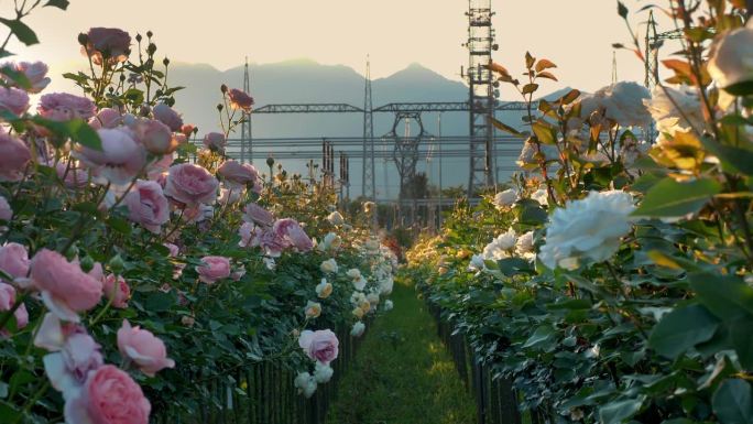 以群山为背景。农业企业为开发新型玫瑰花丛。玫瑰新品种。玫瑰花丛。日落。
