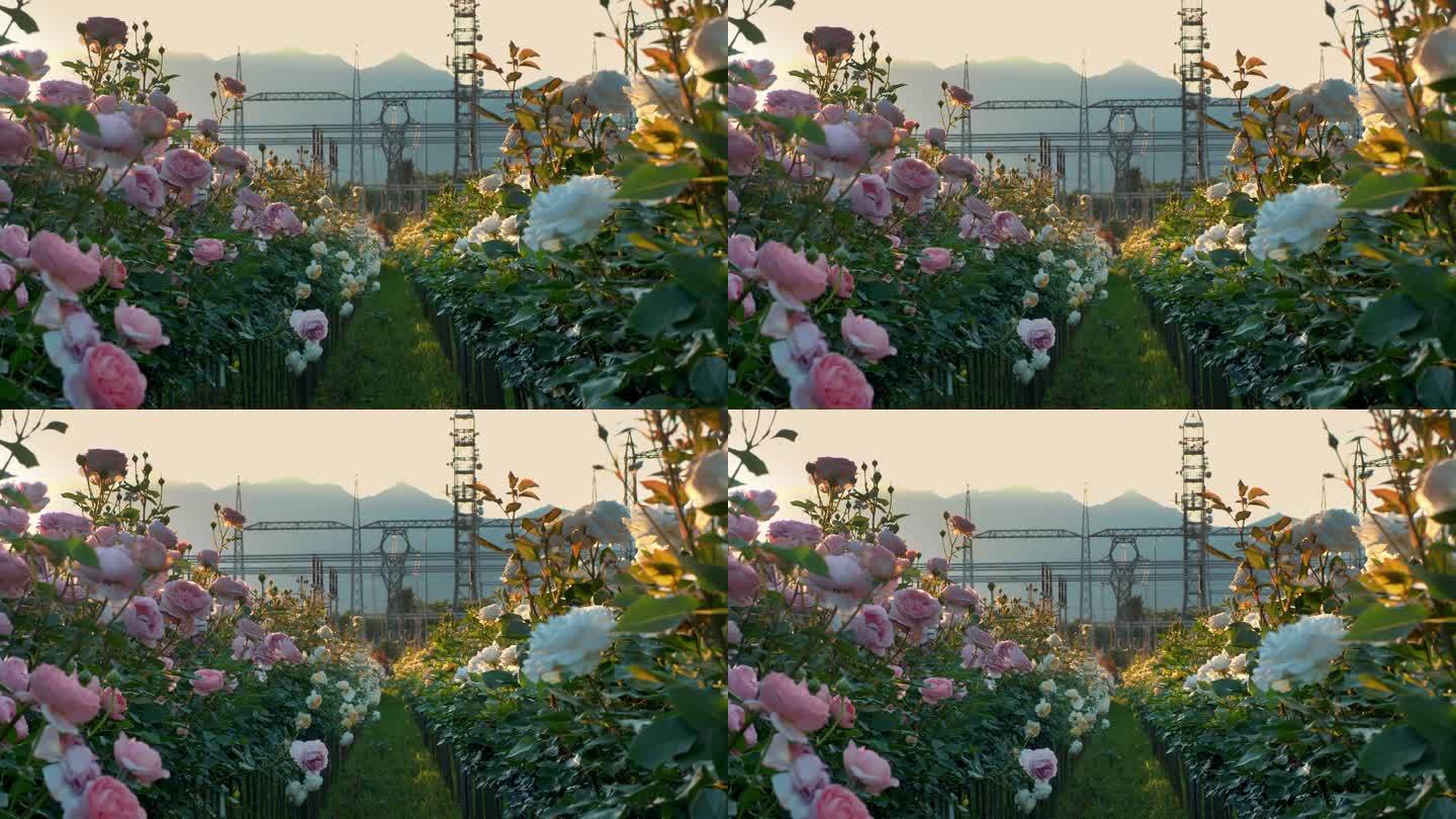 以群山为背景。农业企业为开发新型玫瑰花丛。玫瑰新品种。玫瑰花丛。日落。