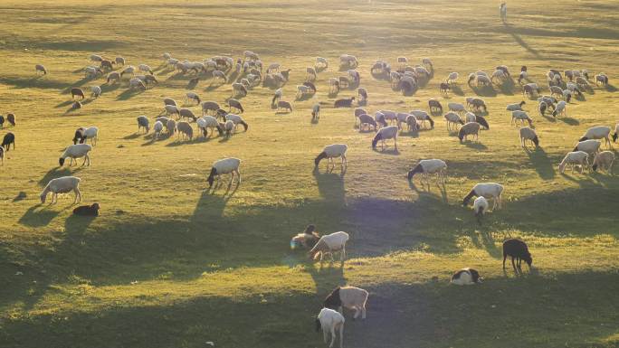 新疆伊犁天山羊群生态牧场