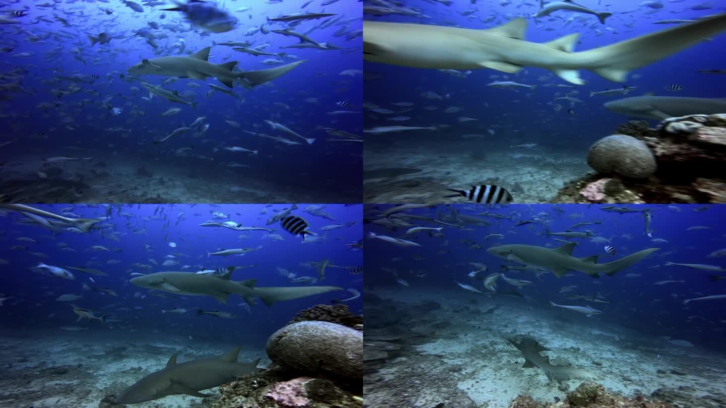 潜水员喂鲨鱼和鱼群在斐济的水下海洋。