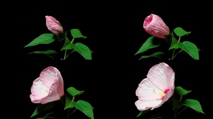 粉红色的哈迪芙蓉(芙蓉moscheutos)花的时间推移镜头从蓓蕾开花到完全开花孤立的黑色背景，4k