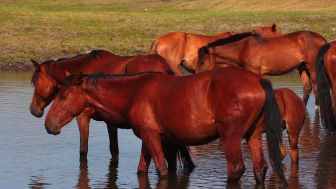 呼伦贝尔草原马群在河边戏水