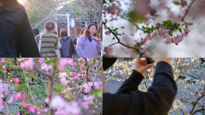 南京玄武区古鸡鸣寺游客观赏樱花人流风景视