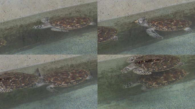 小玳瑁海龟在海龟保育中心的池塘里游泳。