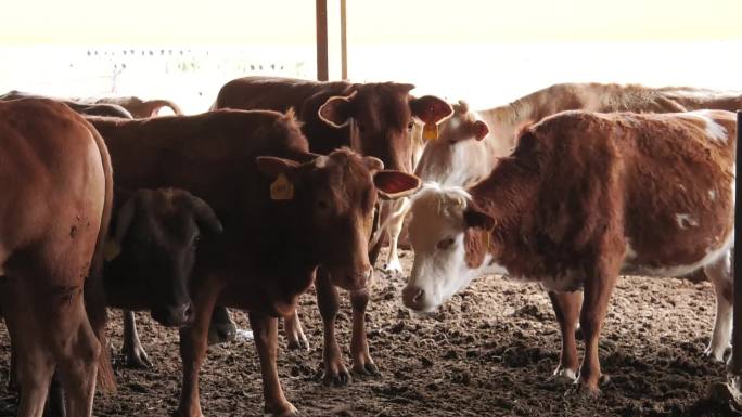 养殖场 牛场 牛舍 牛群 母牛与小牛外貌