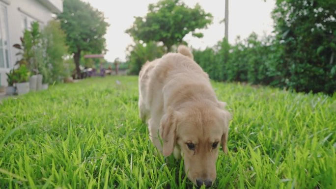 一只金毛猎犬在后院茂密的草地上漫步。