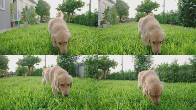 一只金毛猎犬在后院茂密的草地上漫步。