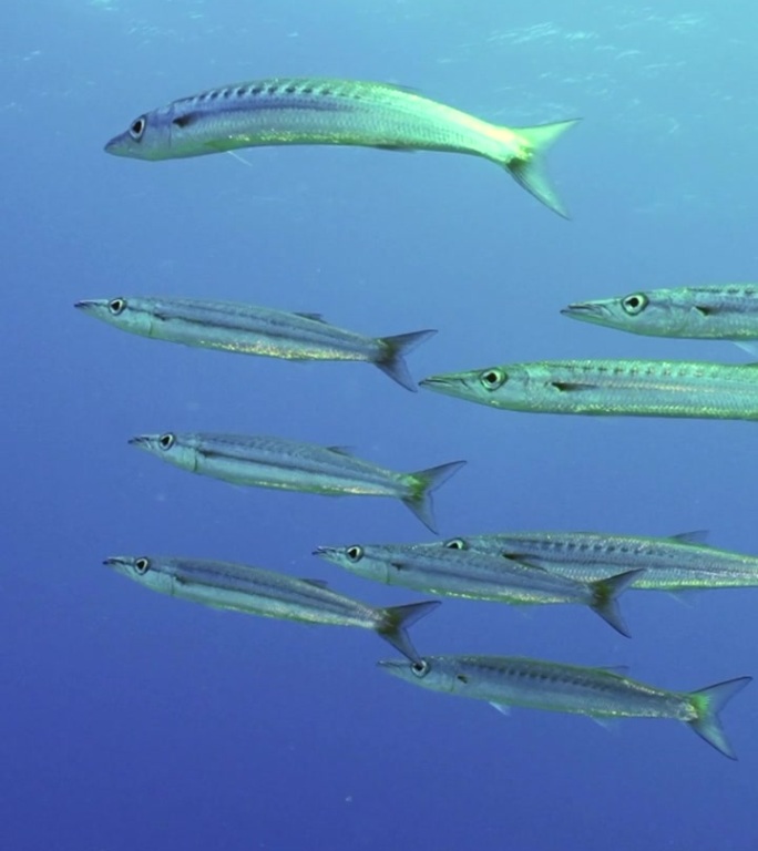 一群黄尾梭鱼在蓝色深处缓慢游动的特写