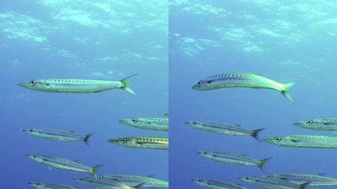 一群黄尾梭鱼在蓝色深处缓慢游动的特写